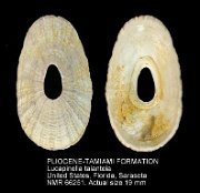 PLIOCENE-TAMIAMI FORMATION Lucapinella talanteia